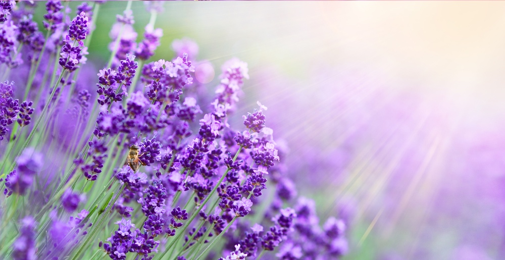 Inhaltsstoffe von Biovana Melatonin Spray - Nahaufnahme Lavendel auf dem eine Biene sitzt